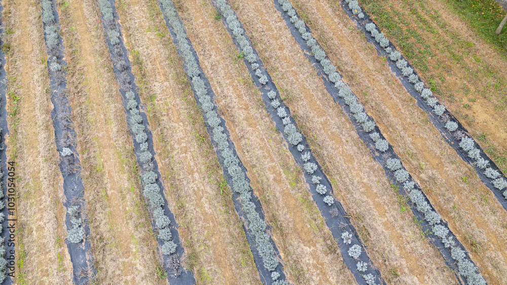 Drone shot organic lavender plantation growing in parallel rows Drone shot organic lavender plantation growing in parallel rows