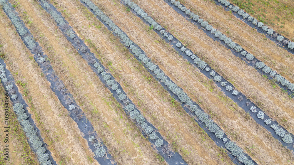 Lavender growing in rows on farm with plastic mulch Lavender growing in rows on farm with plastic mulch