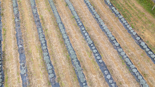 Drone shot organic lavender plantation growing in parallel rows