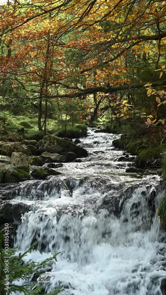 Vertical shot of a mountain stream in an autumn forest, Josefsthal, Bavaria Vertical shot of a mountain stream in an autumn forest, Josefsthal, Bavaria