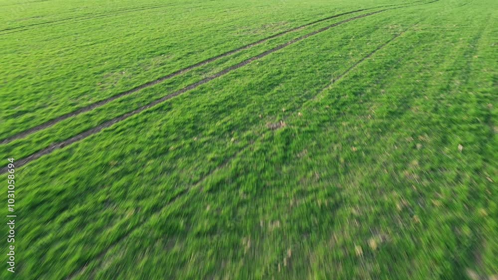 Drone flying over cultivated wheat crop seedling field in february, aerial shot in 4K Drone flying over cultivated wheat crop seedling field in february, aerial shot in 4K