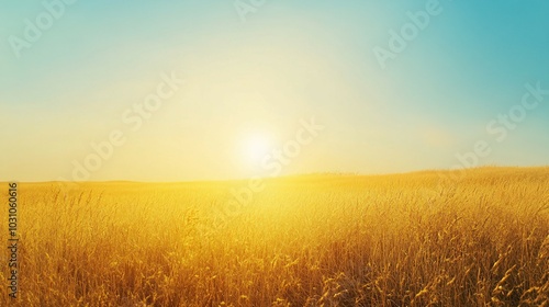 Golden Grass Field with Sun Shining Through at Sunset