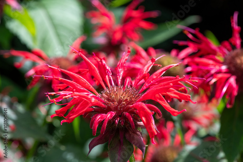 Close up of a crimson beebalm (monarda didyama) flower in bloom photo