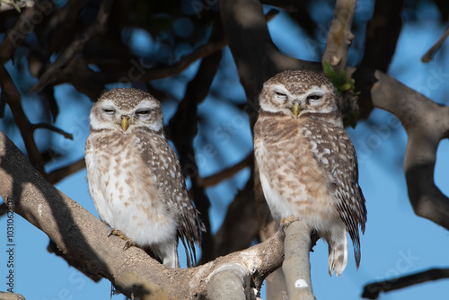 Tableau sur toile A pair of spotted owlets or Athene brama at Jorbeer in Rajasthan, India