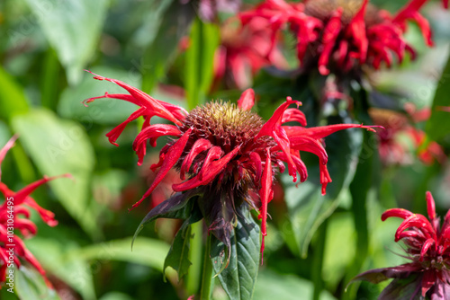 Close up of a crimson beebalm (monarda didyama) flower in bloom photo