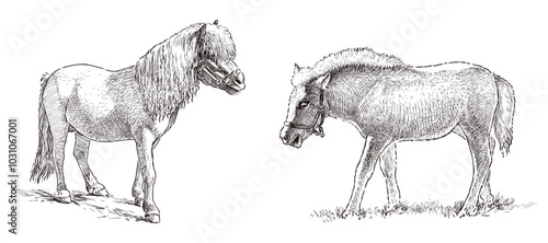 Sketches of grazing harnessed pony, foal, realistic hand drawing, vector, isolated on white