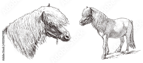 Sketches of grazing harnessed pony, horse head, realistic hand drawing, vector, isolated on white