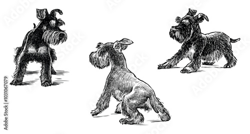 Sketches of three funny black schnauzer dogs on walk, realistic hand drawing, vector illustration isolated on white
