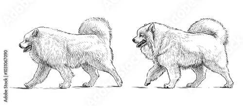 Sketches of two white fluffy husky dogs walking, realistic hand drawing, vector illustration isolated on white