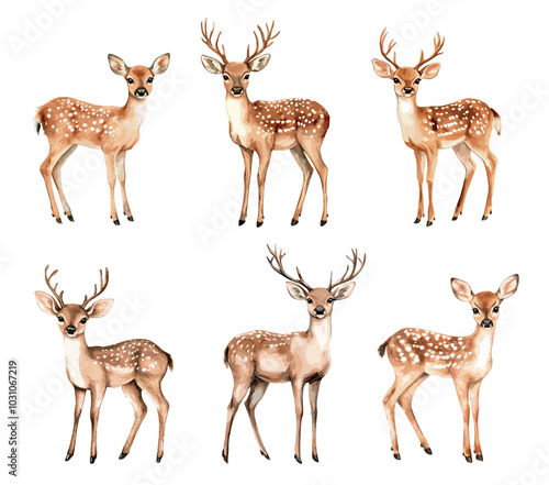 Watercolor deer set. Cute cervid reindeer wildlife hand drawn oil painting art, fawn with antler buck horn baby female deers or antelope forest mammal animals vector illustration