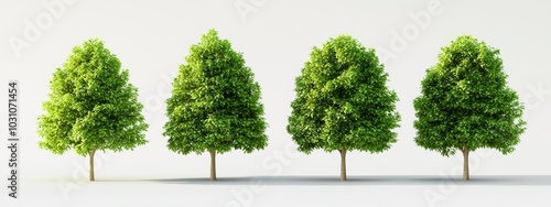 A set of large trees, sycamore platanus trees isolated on a transparent background with overcast light, perfectly cut out