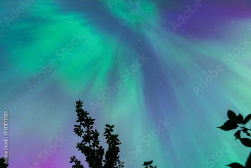 Colourful Aurora Borealis, Northern Lights with tree silhouettes on May 10th 2024 in the Comox Valley, British Columbia, Canada photo