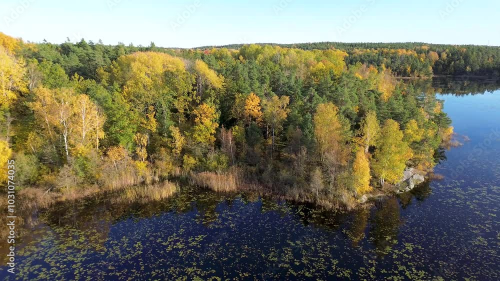 Aerial arc view of blue calm lake in autumn with yellow birch and aspen trees with fall foliage Aerial arc view of blue calm lake in autumn with yellow birch and aspen trees with fall foliage