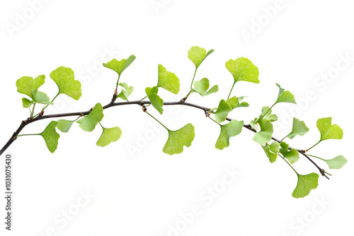 Ginkgo biloba branch withleaves isolated on white background. photo