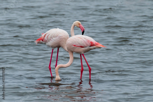 Greater Flamingos - Phoenicopterus roseus- along the shores of Walvis Bay, Namibia. photo