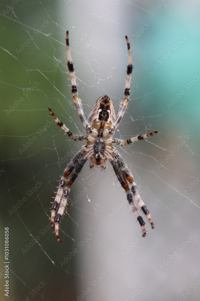 Orb-Weaver Spider in Web Close-Up Orb-Weaver Spider in Web Close-Up