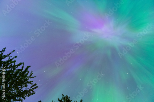 Colourful Aurora Borealis, Northern Lights with tree silhouettes on May 10th 2024 in the Comox Valley, British Columbia, Canada photo