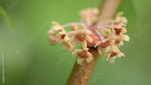 Sauropus thorelii Beille branch flowers on natural background. photo