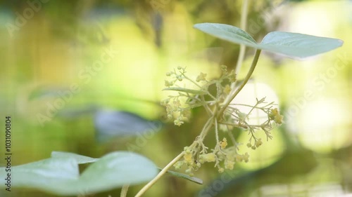 Icevine or Cissampelos pareira branch flowers on natural background. photo