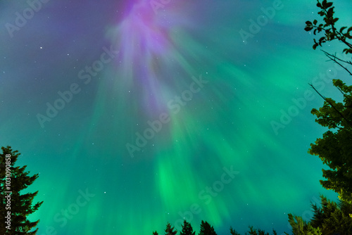 Colourful Aurora Borealis, Northern Lights with tree silhouettes on May 10th 2024 in the Comox Valley, British Columbia, Canada photo