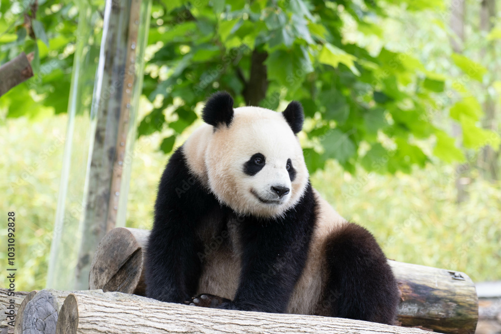 Cute Fluffy Playful Panda, Bao Li , Wolong Panda Base, China Cute Fluffy Playful Panda, Bao Li , Wolong Panda Base, China