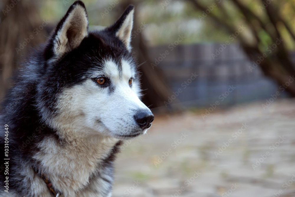Obraz premium Close-up portrait of siberian husky