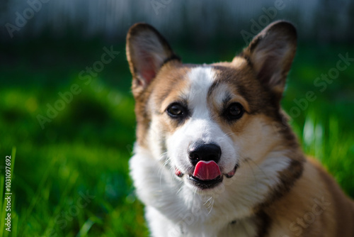 Red and white Welsh Corgi Pembroke sits and looks at the camera against the background of green grass in the park, licking his nose with his tongue. Corgi puppy. Walking with a pet. Pedigree dog