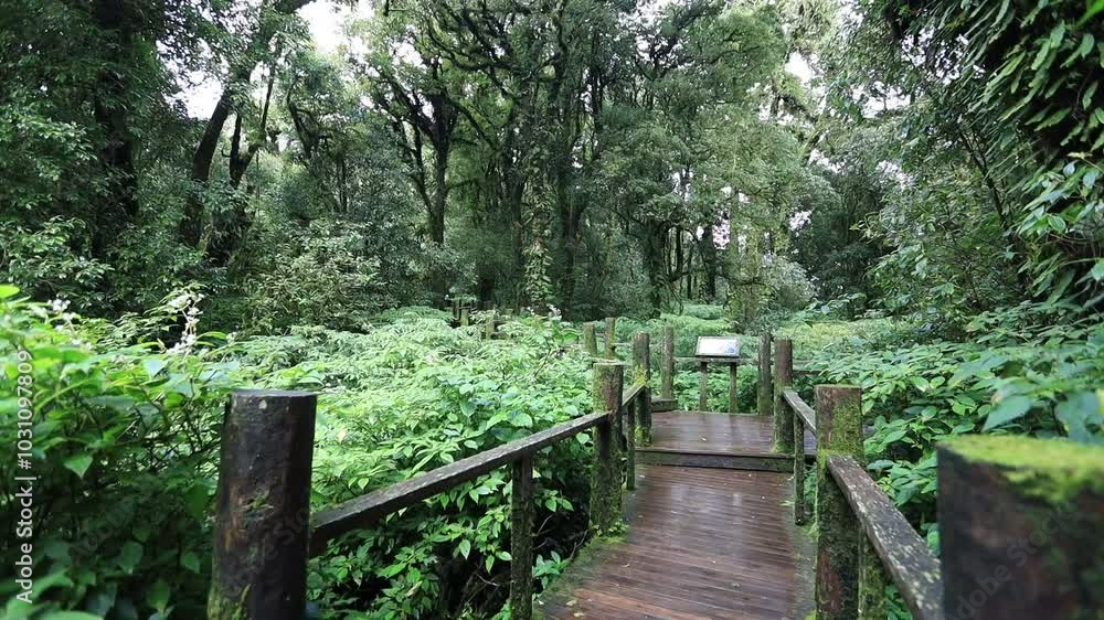 Natural video background of water from a high waterfall on a big mountain, amidst big trees in a tropical forest, with ferns, moss, flowers, cool and windy atmosphere during a nature trip.