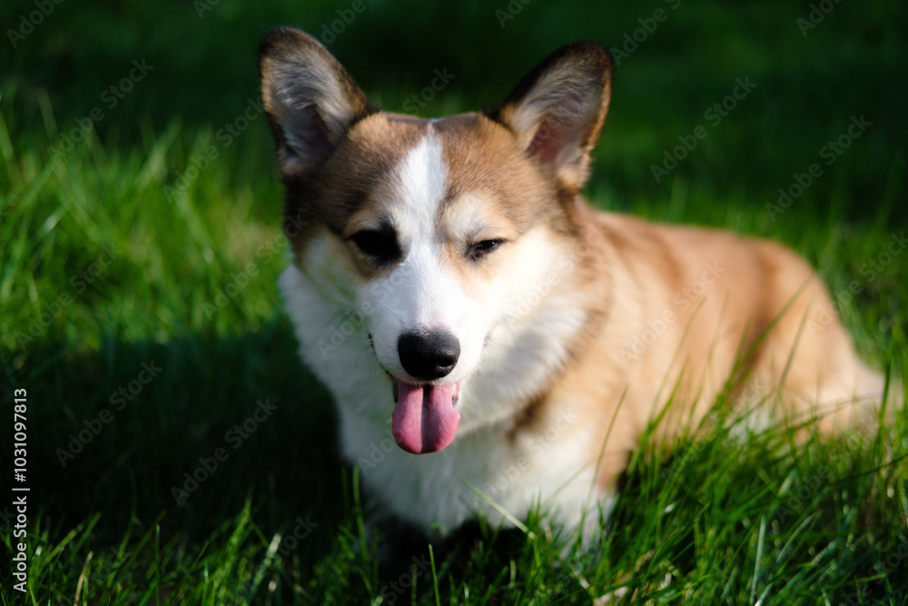 Red and white Welsh Corgi Pembroke sits and looks at the camera against the background of green grass, squinting from the sun with one eye and sticking out his tongue. Funny dog. Corgi puppy Red and white Welsh Corgi Pembroke sits and looks at the camera against the background of green grass, squinting from the sun with one eye and sticking out his tongue. Funny dog. Corgi puppy