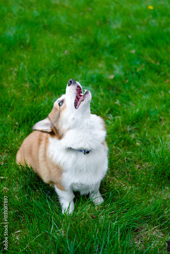 Red and white Welsh Corgi Pembroke sits with head up and howls on green grass background. Corgi puppy. Walking with pet. Pedigree dog