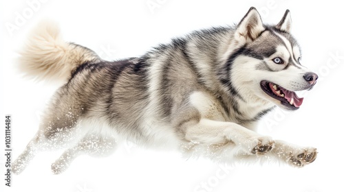 Majestic Siberian Husky in Flight - High-Quality Hyperealistic Studio Photography on White Background