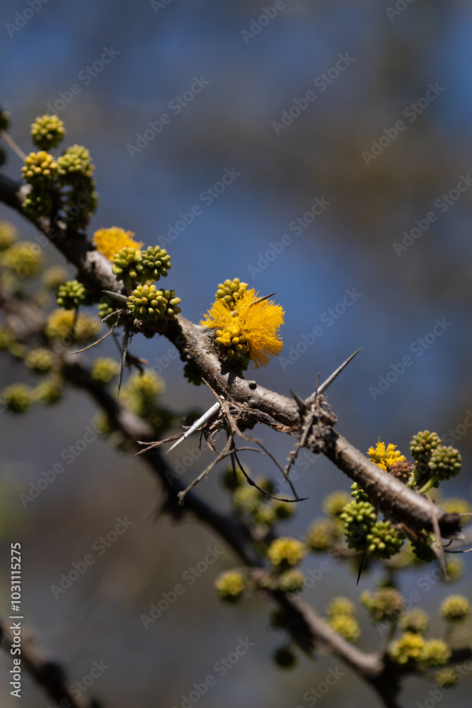 Macro hawthorn flowers. Blur and selective focus. Springtime concept. Extreme flower close-up Macro hawthorn flowers. Blur and selective focus. Springtime concept. Extreme flower close-up