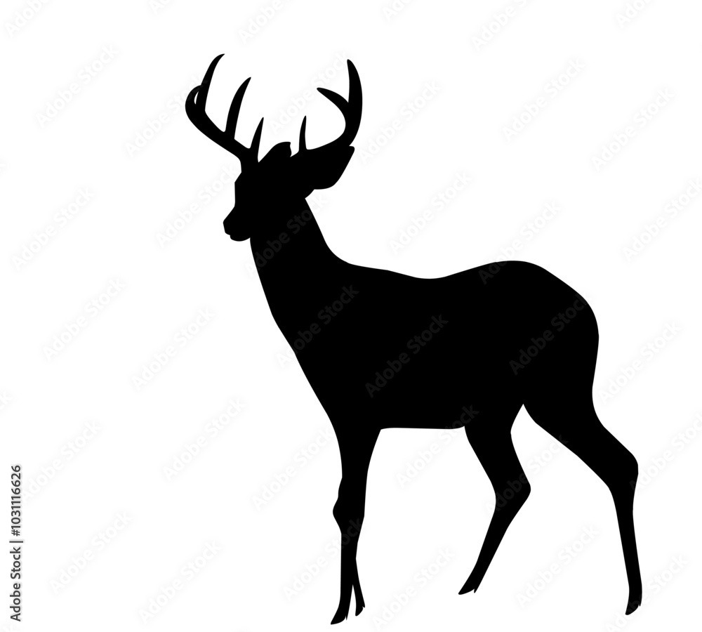 Fototapeta premium silhouette of deer