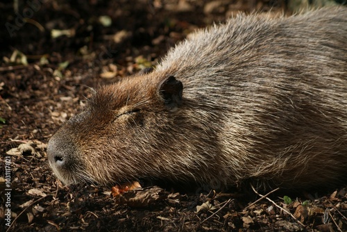 This photograph was taken on 5th October 2024 at Dudley zoo and castle, England. This tired capybara was found sleeping, sunbathing in the loud area of the zoo. photo