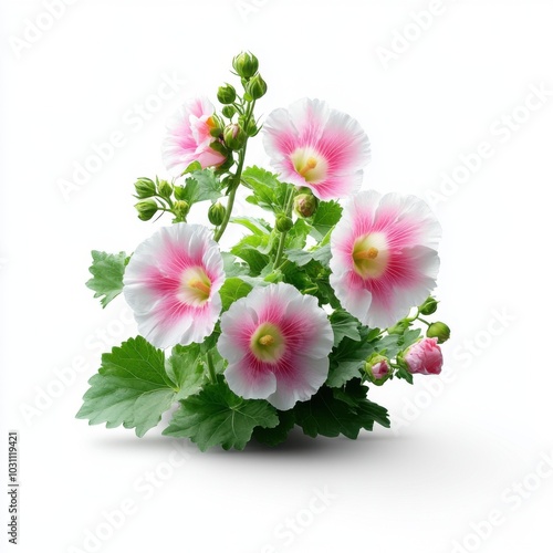 Beautiful Hollyhock Flowers on White Background