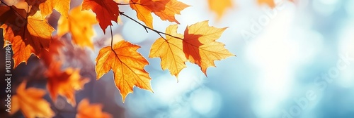 Sunlit Golden Maple Leaves On Branch, Autumn Foliage In Bright Forest, Backdrop With Copy Space