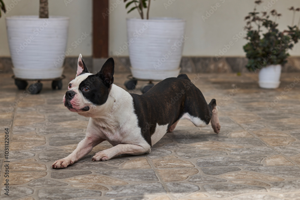 Boston Terrier pet in obedience, on command to walk crouched, given by the trainer Boston Terrier pet in obedience, on command to walk crouched, given by the trainer