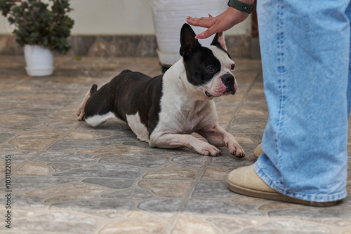 Boston Terrier pet in obedience, on command to walk crouched, given by the trainer