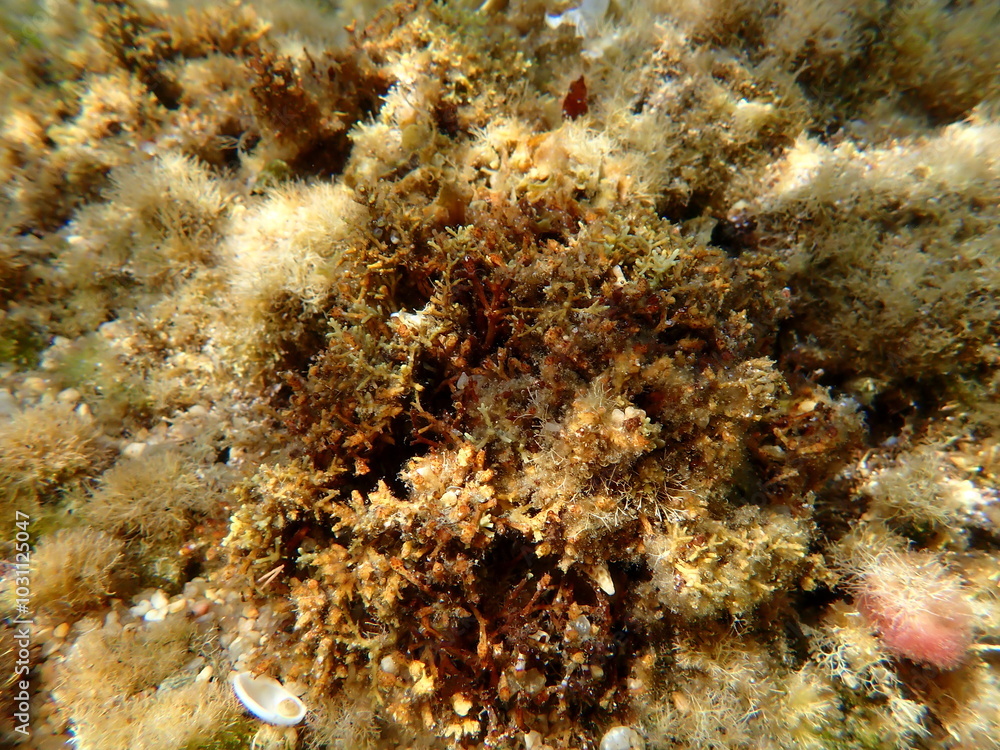 Brown algae (Ericaria amentacea) undersea, Aegean Sea, Greece, Halkidiki, Kakoudia beach Brown algae (Ericaria amentacea) undersea, Aegean Sea, Greece, Halkidiki, Kakoudia beach