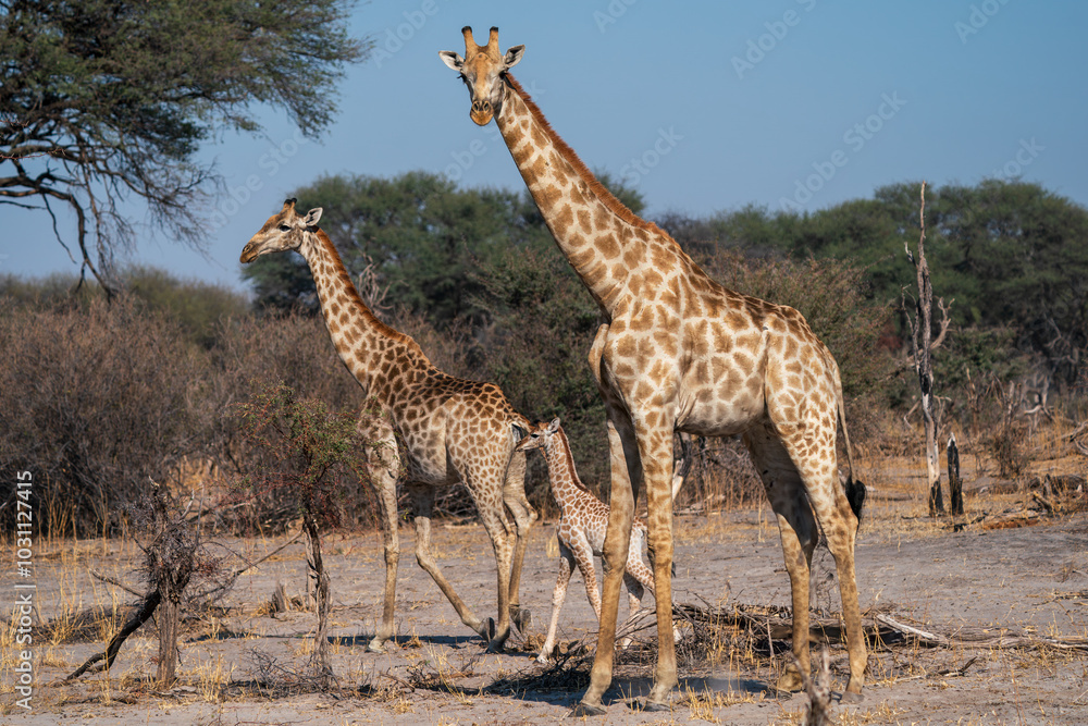 Obraz premium giraffe and baby giraffe walking in the bush or wilderness of Botswana seen on a safari