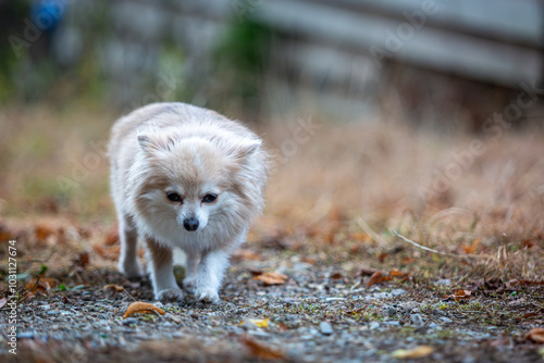 Small fluffy dog in the long grass, Image shows a crossbred dog Chihuahua crossed with Pomeranian also known as a Pomchi playing around the stables on a small farm in Surrey