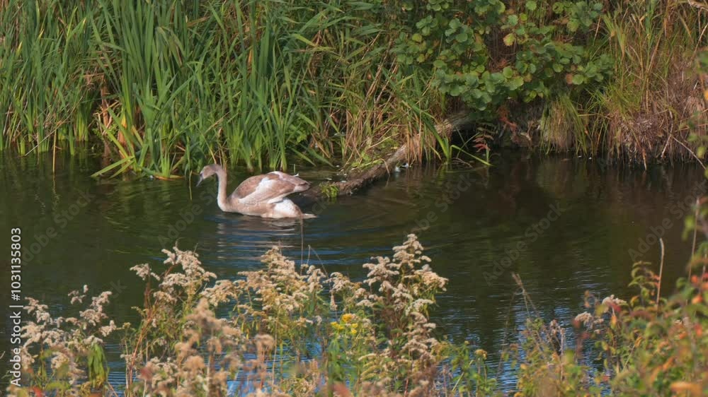 a pair of herons swims on a lake among lush vegetation on a sunny autumn day a pair of herons swims on a lake among lush vegetation on a sunny autumn day