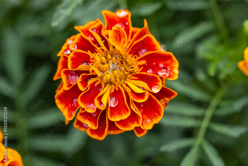 Close-up of vibrant orange and yellow marigold flower with dew drops on petals in the garden. Concept of natural beauty, summer gardening and colorful flowers Close-up of vibrant orange and yellow marigold flower with dew drops on petals in the garden. Concept of natural beauty, summer gardening and colorful flowers
