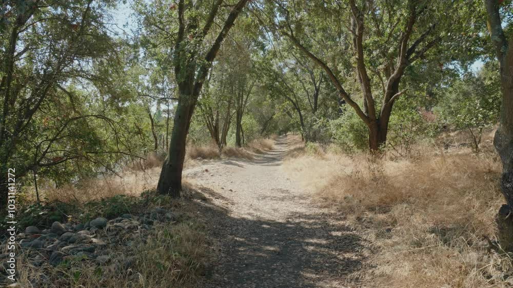 Pan across a dirt trail surrounded by oak trees Pan across a dirt trail surrounded by oak trees