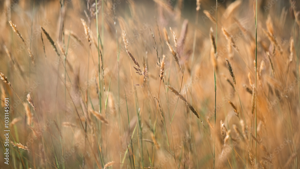 Obraz premium grass in the wind