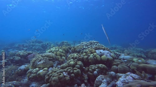 Underwater reef bonaire caribbean ocean diver