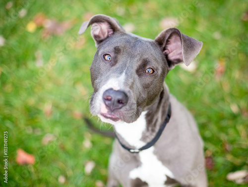 A Pit Bull Terrier mixed breed dog with large floppy ears