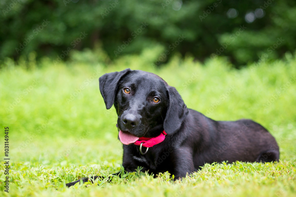 A young black Labrador Retriever dog lying down in the grass A young black Labrador Retriever dog lying down in the grass