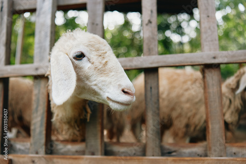 A goat looking out of a wooden fence in a pen with trees in the background