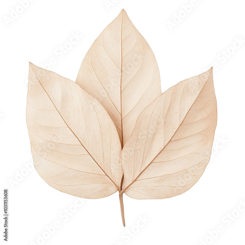 Dried leaves in natural beige color, showcasing intricate vein patterns and textures, perfect for nature themed designs or decor. isolated white background